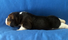 Martina Boy 2 Side 1 week